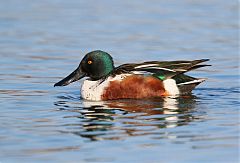 Northern Shoveler